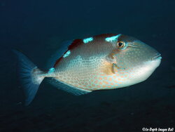 Abalistes stellatus,Starry triggerfish, 60.0cm, Bali