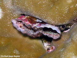 Streptopinna saccata thumbnail