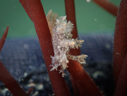 Dendronotus venustus,Comté de Marin, Californie, États-Unis 2022 (CC BY-NC 4.0)