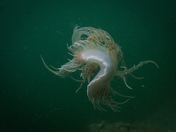 Dendronotus Iris,District régional de Strathcona, BC, Canada 2022 (CC BY-NC 4.0)