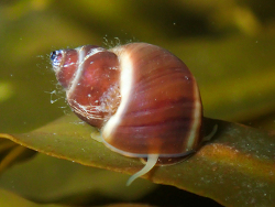 Lacuna vincta thumbnail