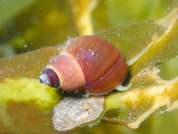 Lacuna vincta thumbnail