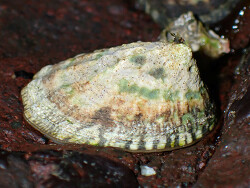 Lottia digitalis thumbnail