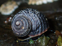 Littorina sitkana thumbnail
