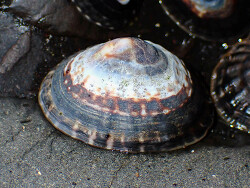 Lottia pelta thumbnail