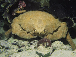 Tumidodromia dormia thumbnail