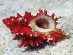 Attiliosa caledonica thumbnail