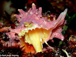 Attiliosa caledonica thumbnail