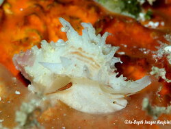 Attiliosa caledonica thumbnail