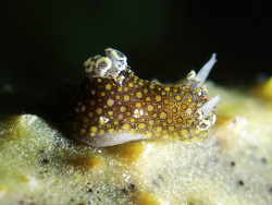 Aegires flores thumbnail