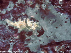 Aegires exeches, 11mm, Kwajalein