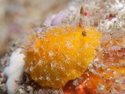 Halgerda dalanghita,old bethlehem Mabini, Batangas, Philippines 2023_(CC-BY-SA)