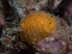 Halgerda dalanghita,coconuts opposite bethlehem bethlehem Anilao, Lipa, Batangas, Philippines 2023_(CC-BY-SA)