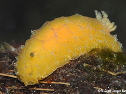 Halgerda dalanghita, 40mm, Kwajalein 