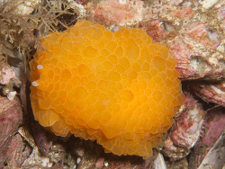 Pleurobranchus nigropunctatus,atlantis reef Cape Point, Cape Town, South Africa 2026 (CC-BY-SA)