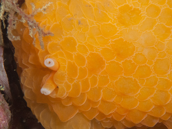 Pleurobranchus nigropunctatus,atlantis reef Cape Point, Cape Town, South Africa 2026 (CC-BY-SA)