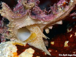 Pterynotus martinetanus thumbnail