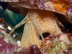 Pterynotus martinetanus thumbnail