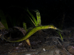 Syngnathoides biaculeatus thumbnail