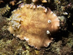 Platydoris striata 2026