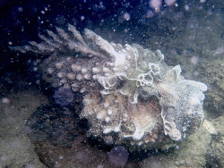 Synanceia horrida.La Balsa Park 2023