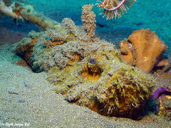 Synanceia horrida thumbnail