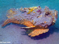 Synanceia horrida thumbnail