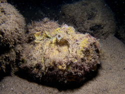 Synanceia horrida thumbnail