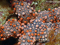 Nardoa frianti thumbnail