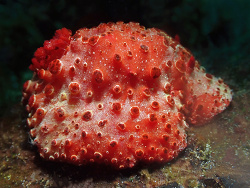 Aldisa fragaria thumbnail