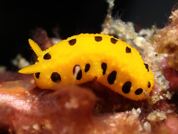Phyllidia polkadotsa thumbnail