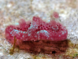 Hallaxa hileenae thumbnail
