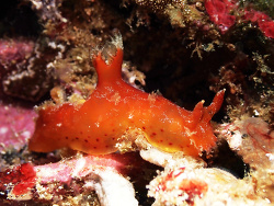 Plocamopherus maculapodium,Batangas, Philippines 2026