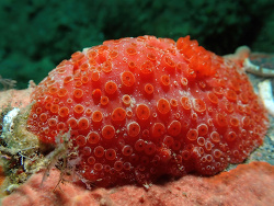 Aldisa fragaria thumbnail