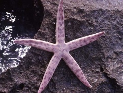 Archaster lorioli thumbnail