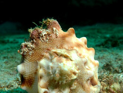 Foto: Danjugan, Philippinen