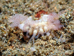 Amblyosyllis sp., Batangas, Philippines 2026