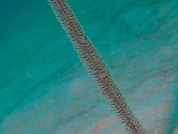 Scytalium tentaculatum thumbnail