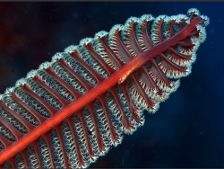 Scytalium tentaculatum thumbnail