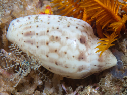 Marginella fishhoekensis,outer photographers, Cape Point, Cape Town, South Africa 2026 (CC-BY-SA)