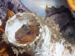 Chalaroderma ocellata thumbnail