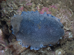 Dendrodoris caesia thumbnail