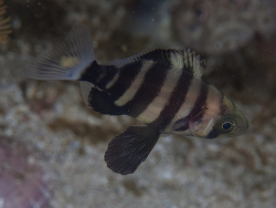 Parascorpis typus thumbnail