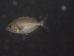 Parascorpis typus thumbnail