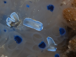 Cycloporus sp.06 thumbnail