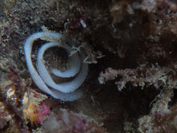 Hypselodoris carnea thumbnail