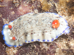 Hypselodoris carnea thumbnail