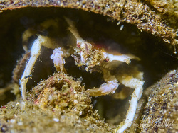 Pugettia foliata, Foliate Kelp Crab,Diving Wharf #2, Monterey, CA 2026