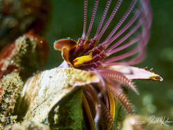 Balanus nubilus thumbnail