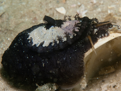 Dendrofissurella scutellum thumbnail